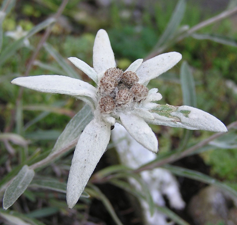 Leontopodium alpinum / Stella alpina